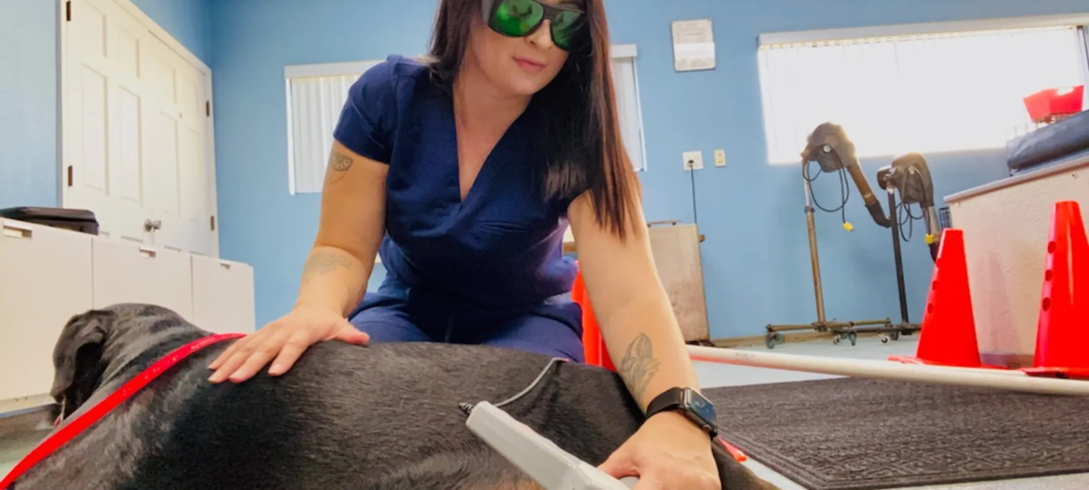 Nurse performing laser therapy on dog